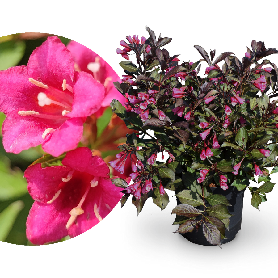 Weigelie 'Wine and Roses'