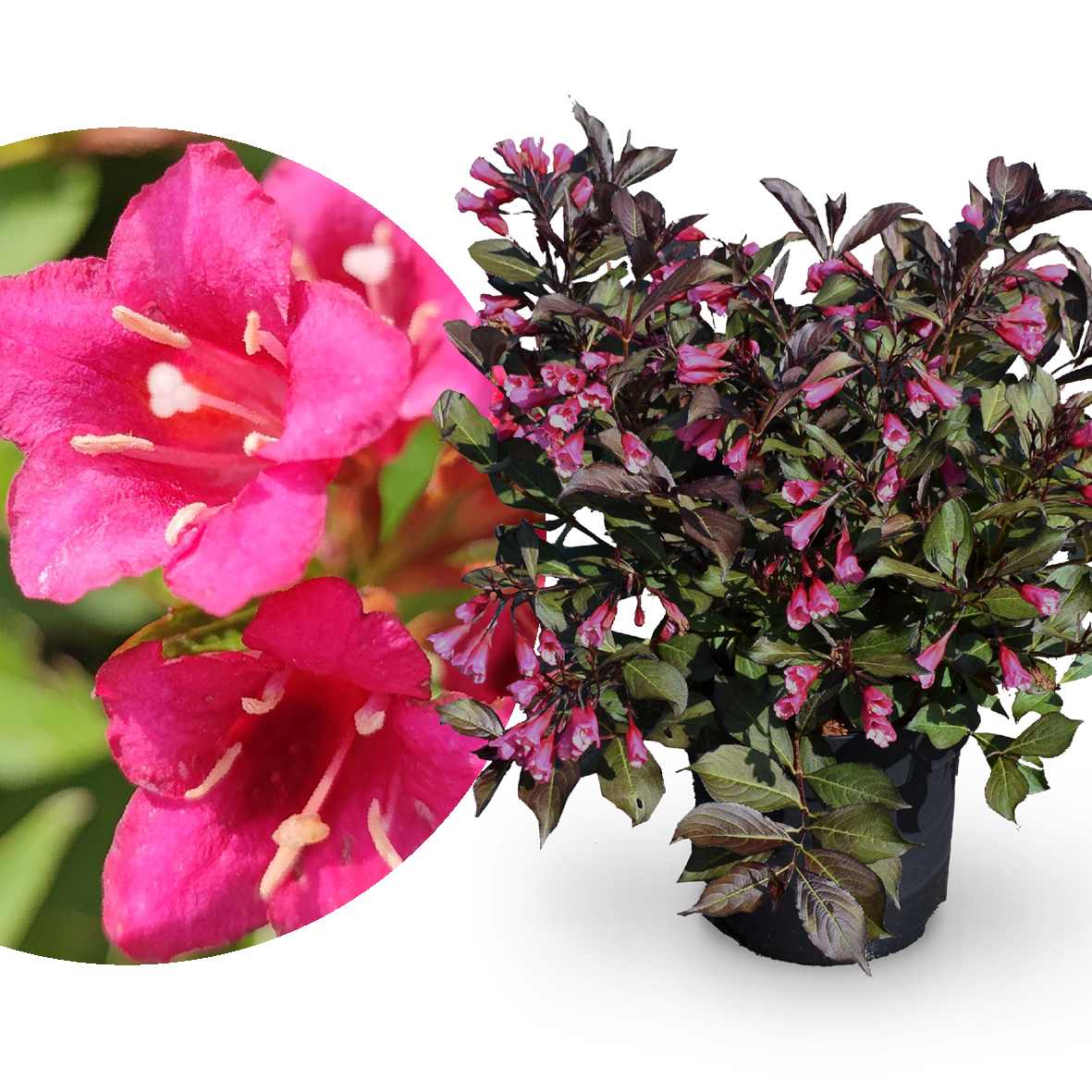 Weigelie 'Wine and Roses' Purpurrosa