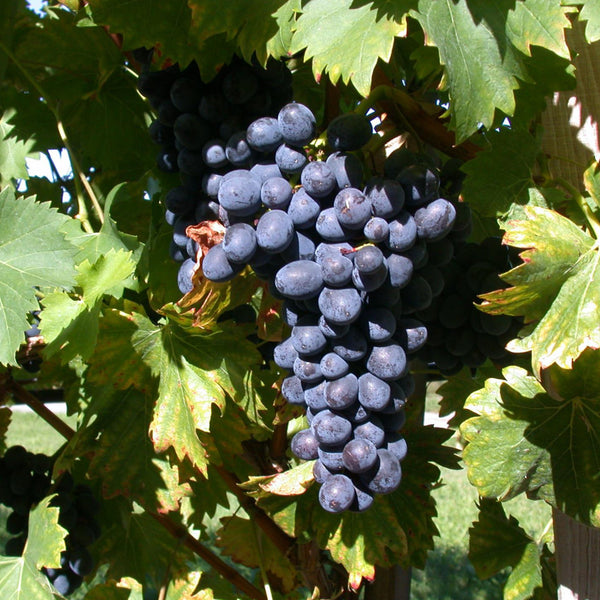 Früchte der Weintraube 'Attika'