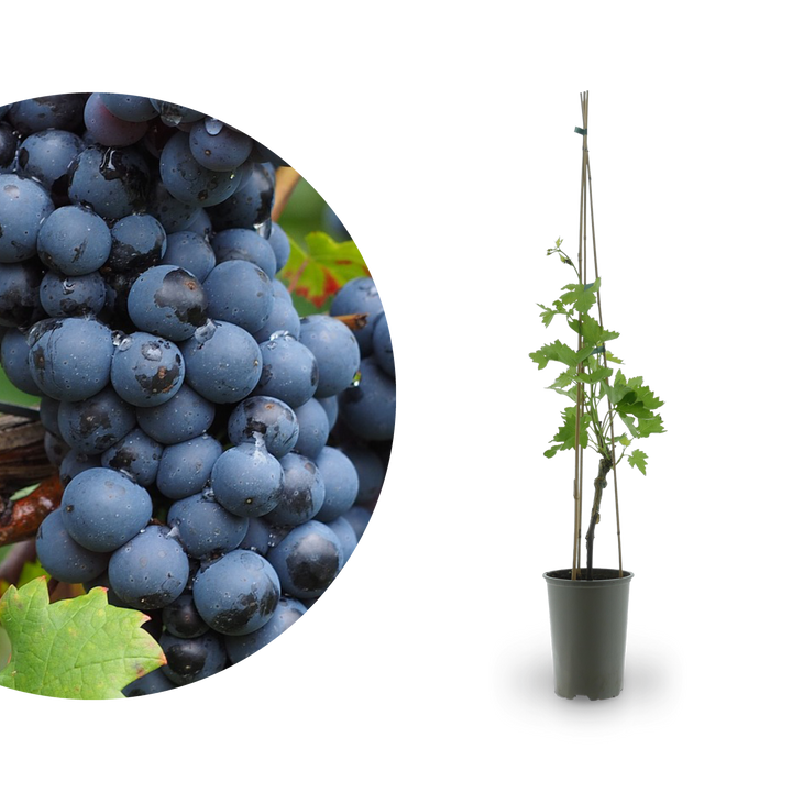 Weinrebe 'Attika'
