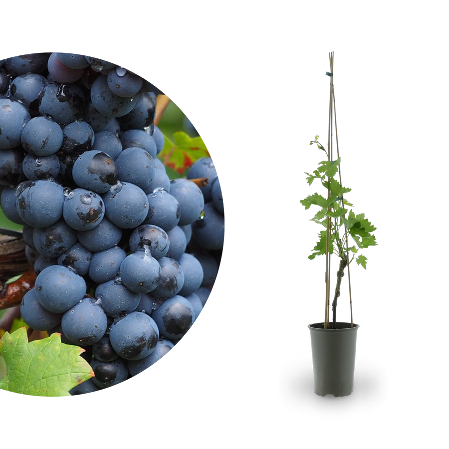 Weinrebe 'Attika'