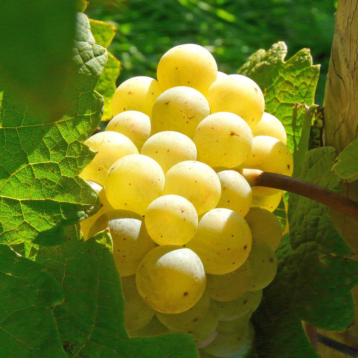 Weinrebe 'Banana'