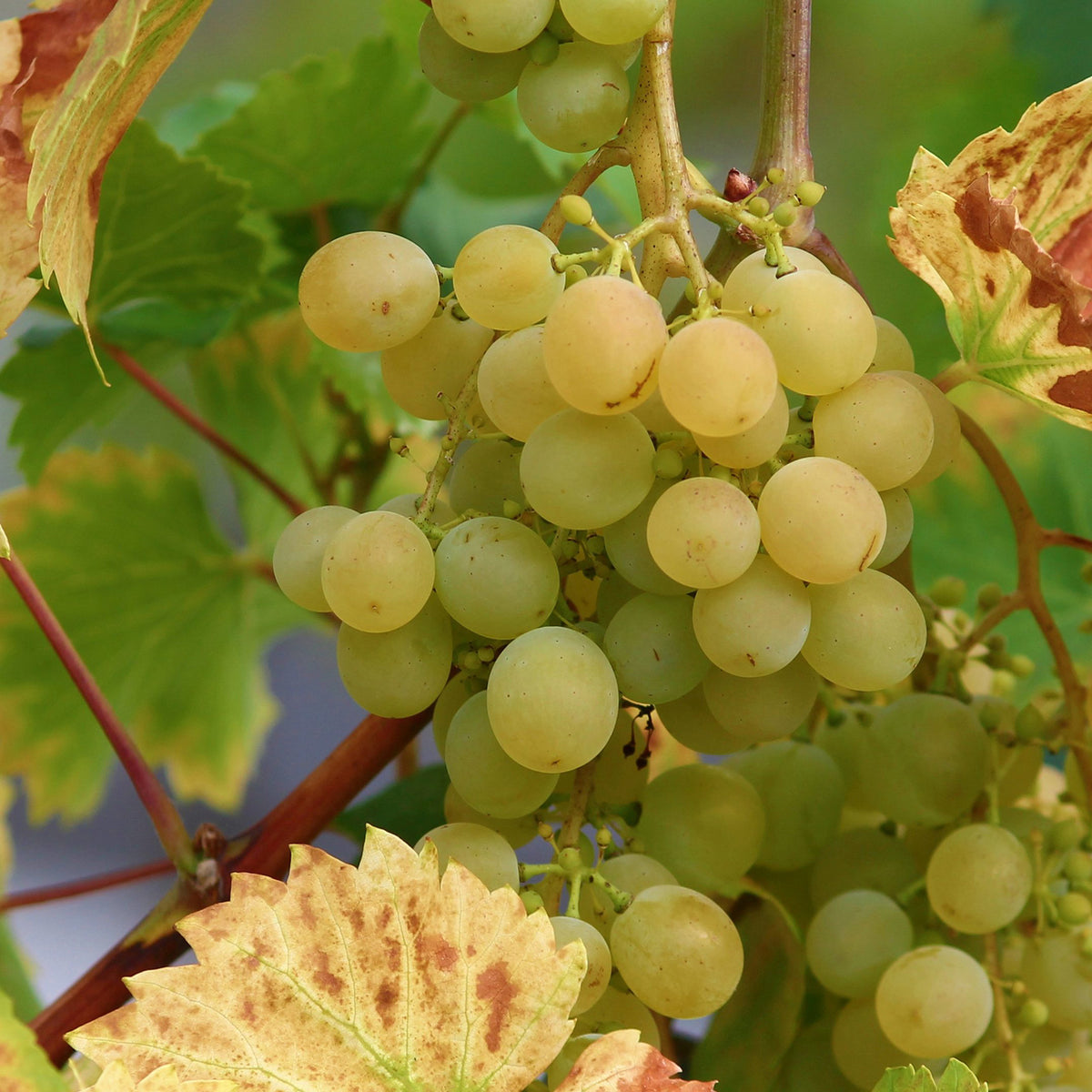 Weinrebe 'Bianca'