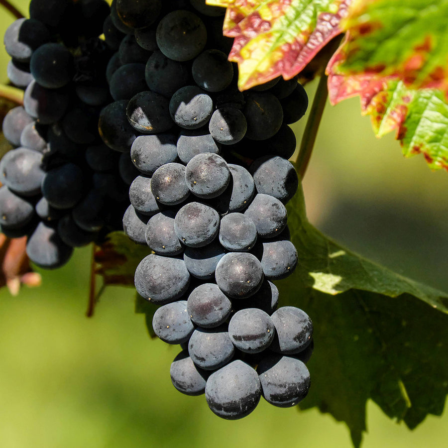 Weinrebe 'Centuri'