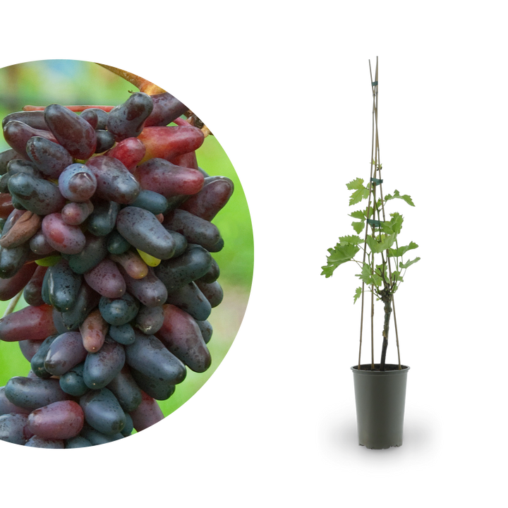 Weinrebe 'Datteltraube' oder 'Souvenir'