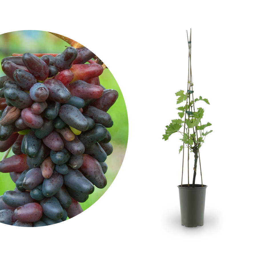 Weinrebe 'Datteltraube' oder 'Souvenir'