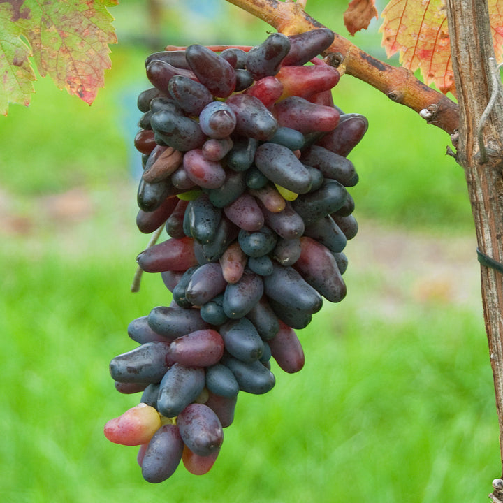 Früchte der Weintraube 'Datteltraube'