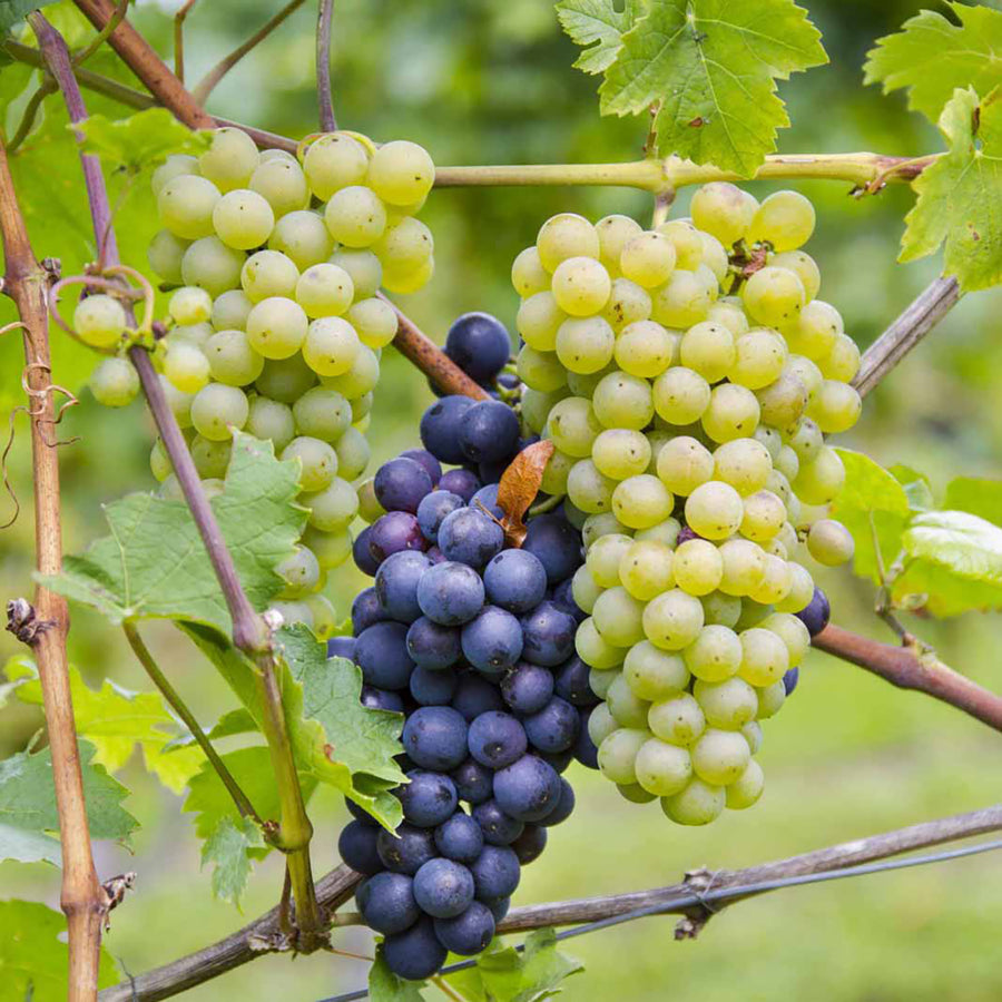 Weinrebe Duo