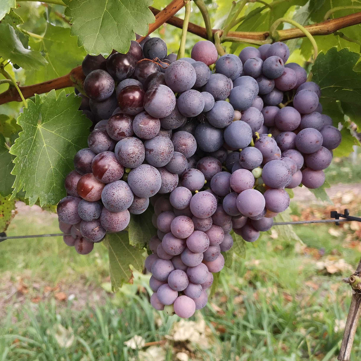 Weinrebe 'Erdbeertraube'