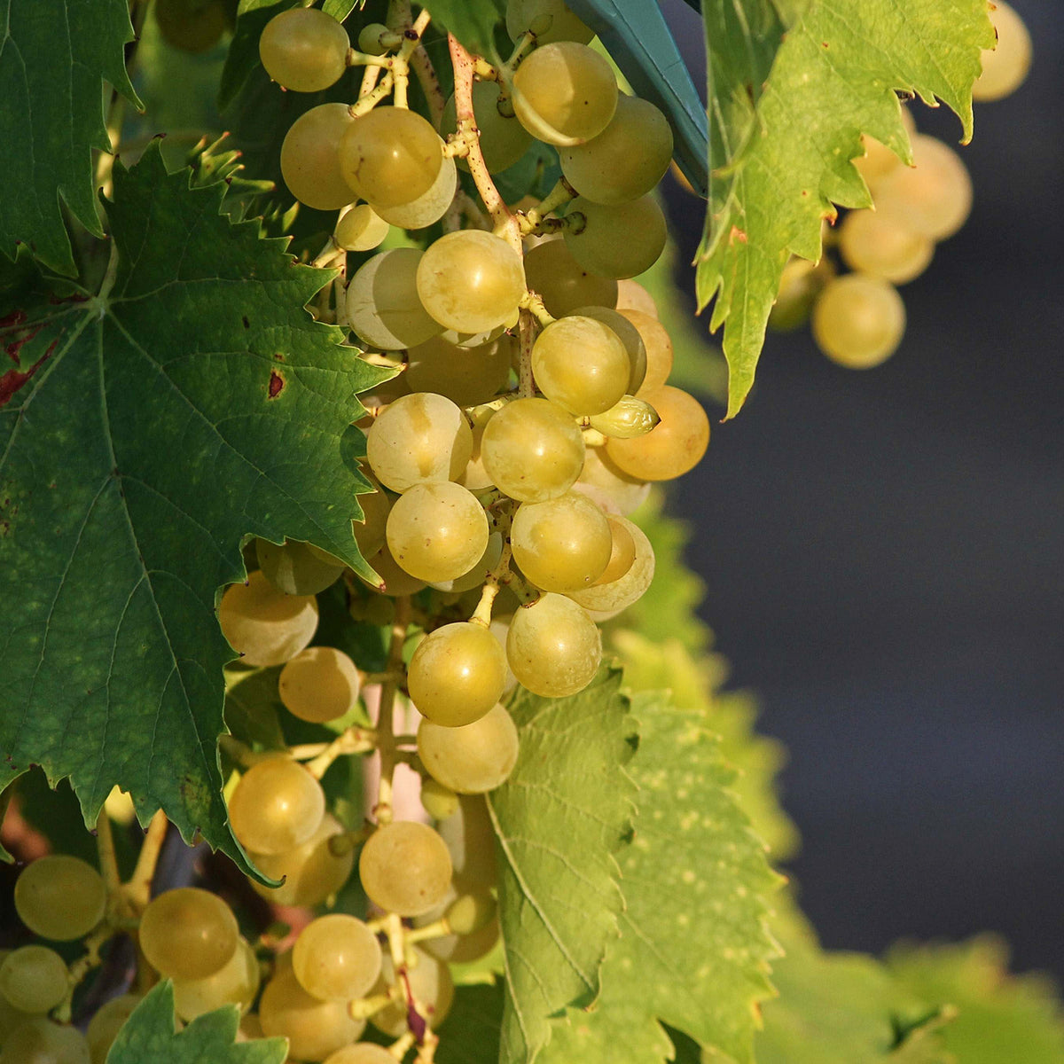 Weinrebe 'Gelber Muskateller'