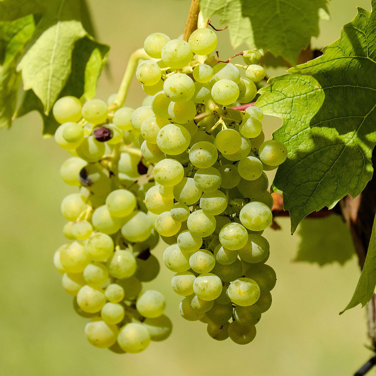 Weinrebe 'Himrod'