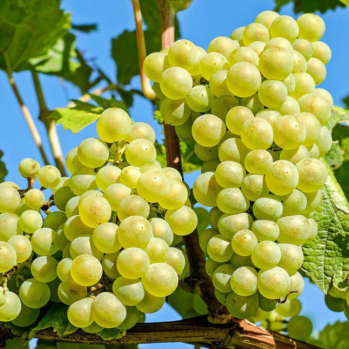 Früchte der Weinrebe 'Lakemont'