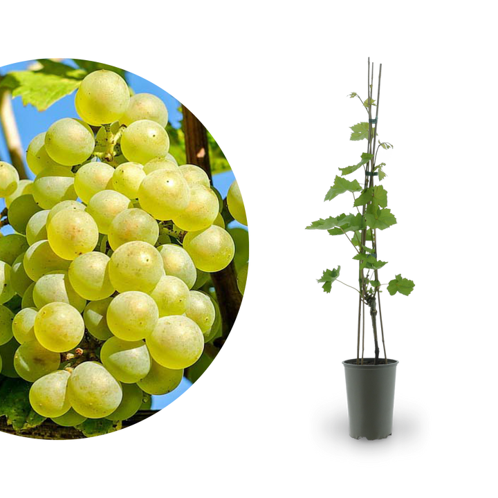 Weinrebe 'Lakemont'