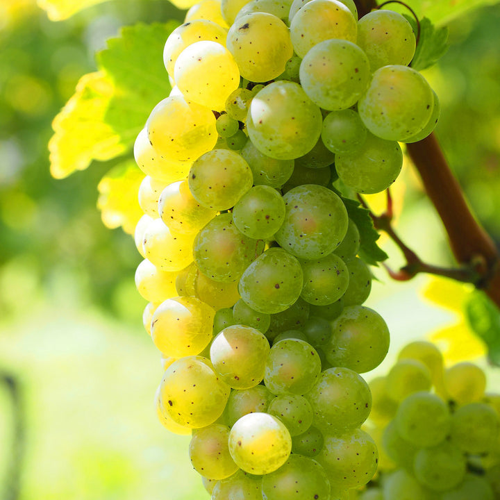 Weinrebe 'Millenium'