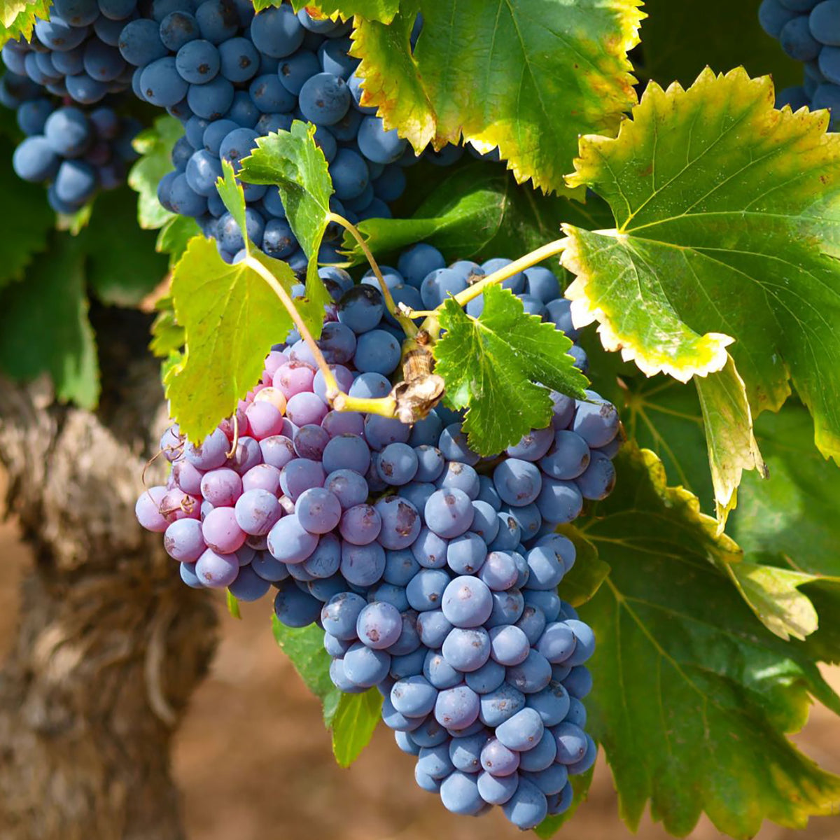 Weinrebe 'Muscat bleu'