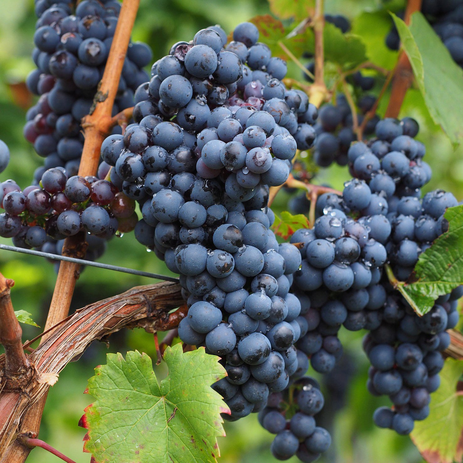 Weinrebe 'Nero'