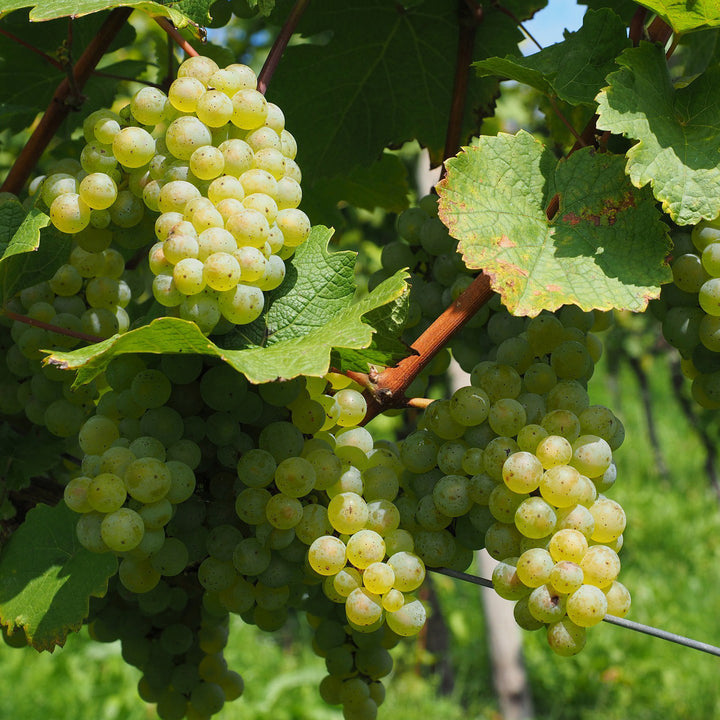 Weinrebe 'Phönix'