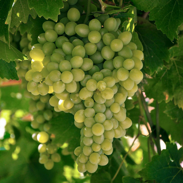 Weinrebe 'Picurka'