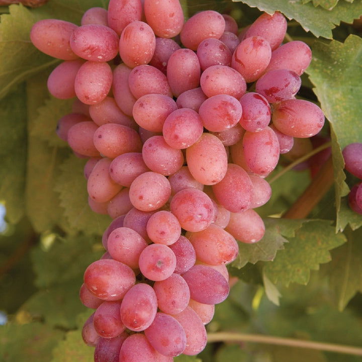 Weinrebe 'Piroschka'®