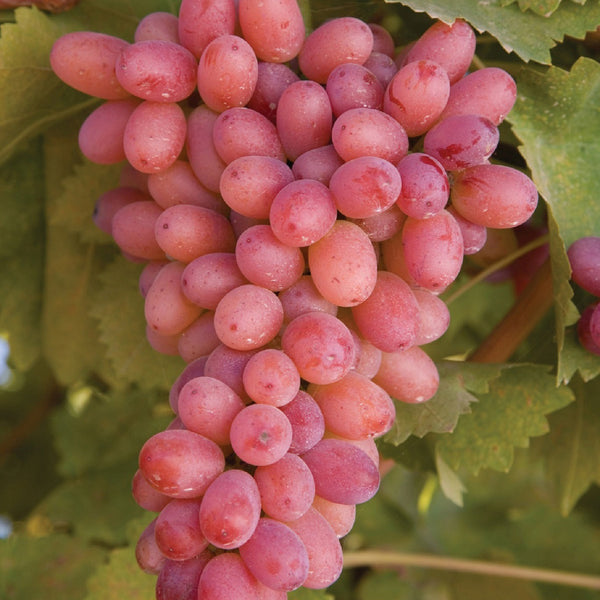 Weinrebe 'Piroschka'®