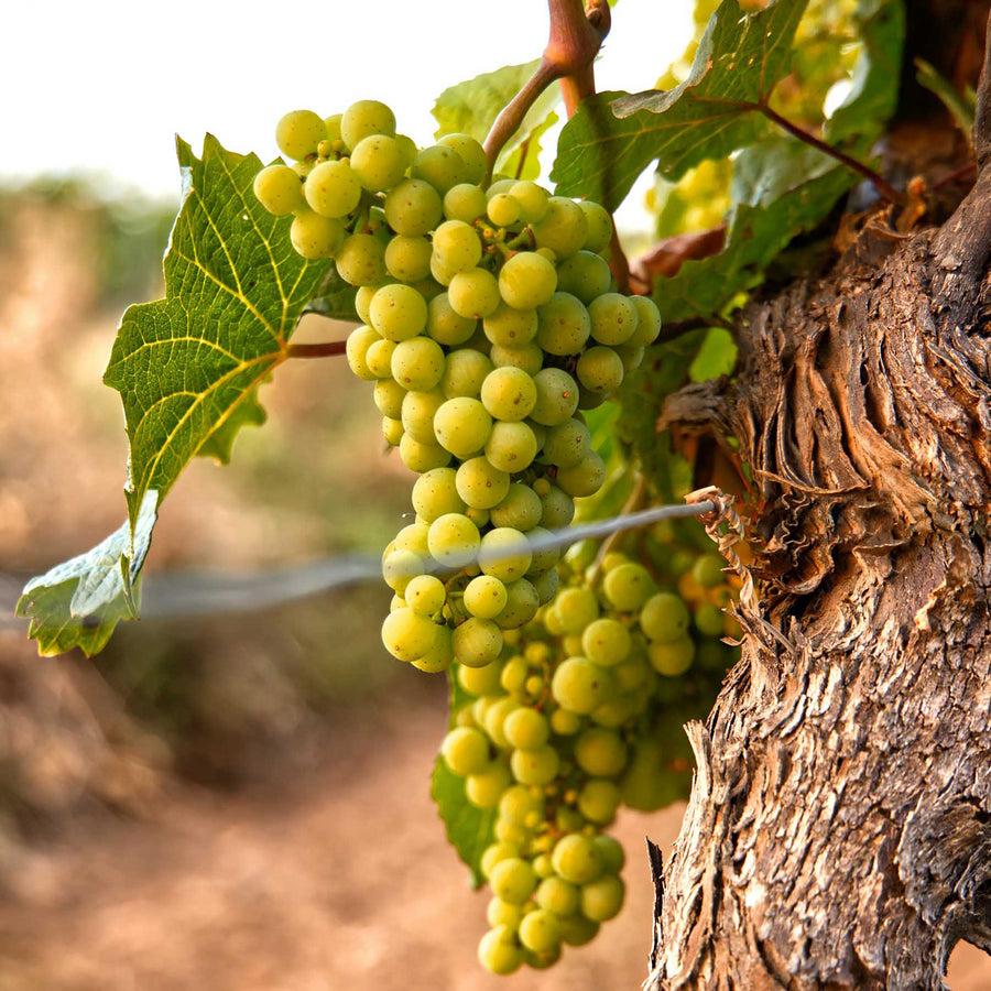 Weinrebe 'Polo Muskat'