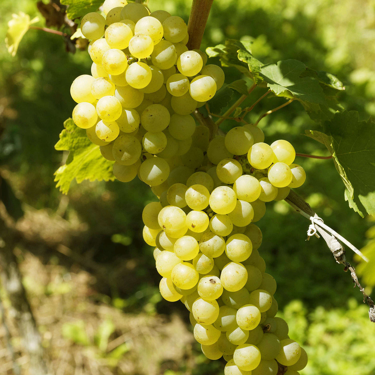 Weinrebe 'Primus'