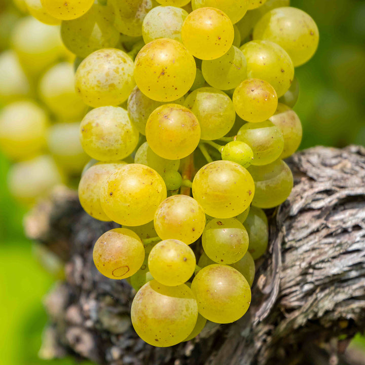 Weinrebe 'Pusztatraube'
