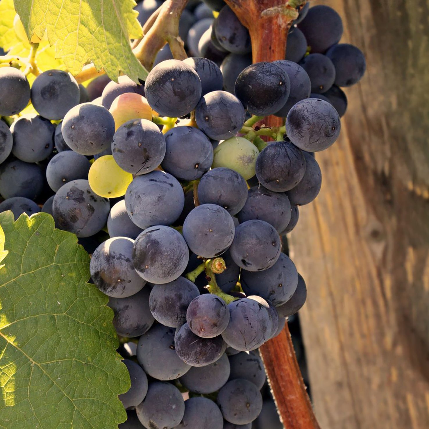 Weinrebe 'Regent'