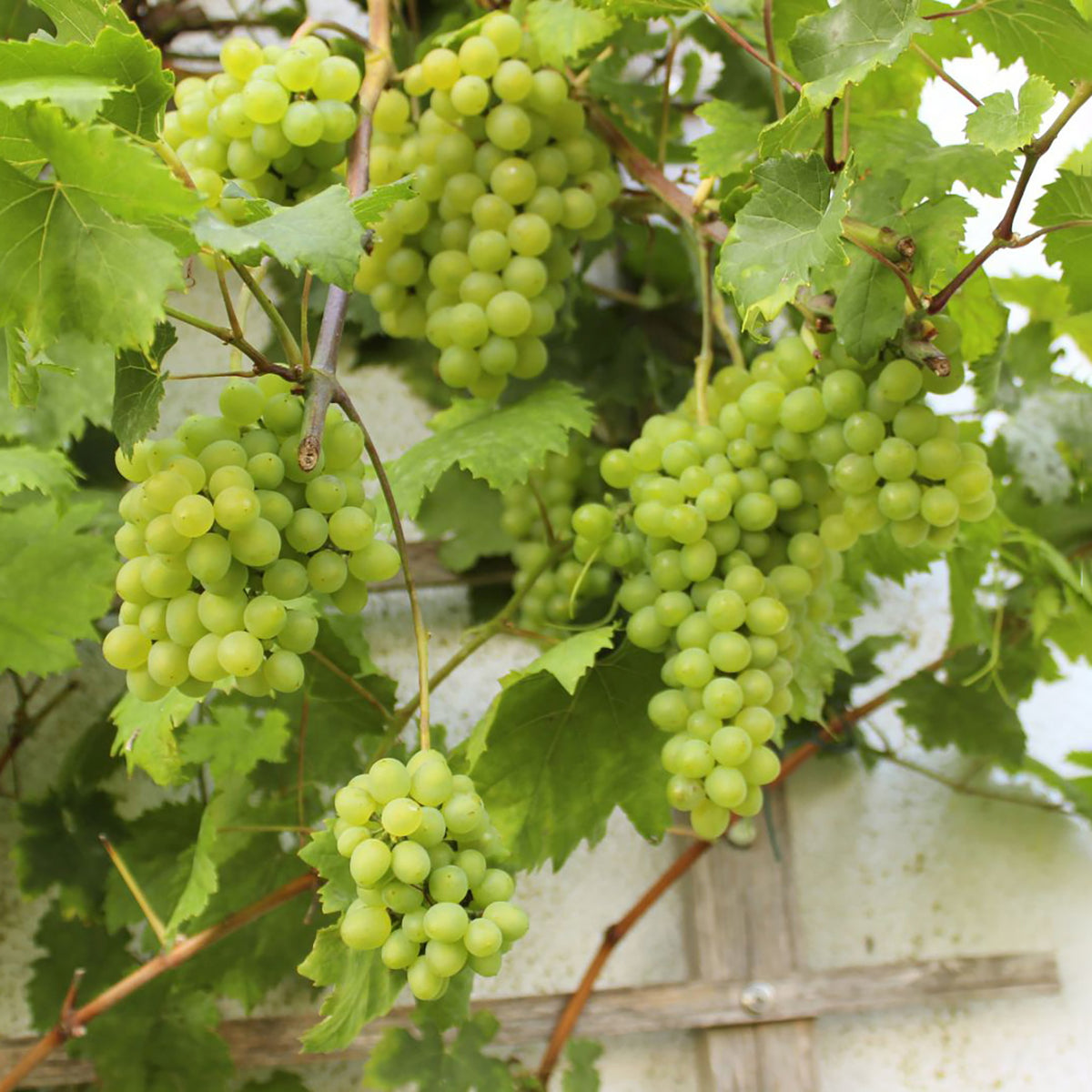 Weinrebe 'Romulus'