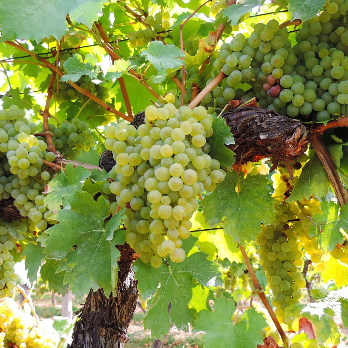 Weinrebe 'Solaris'