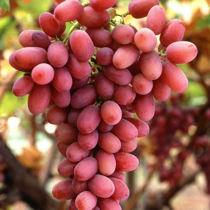 Weinrebe 'Suffolk Red'