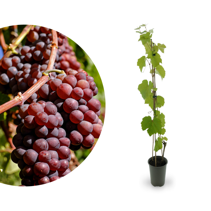 Weinrebe 'Vanessa'