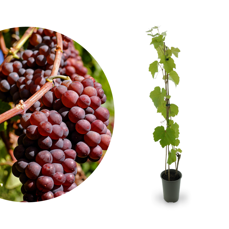 Weinrebe 'Vanessa'