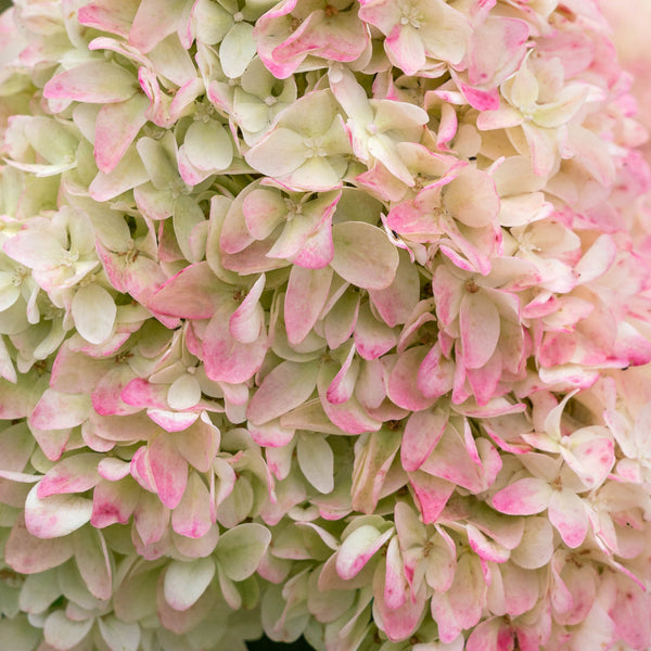 Weiß-rosa Blüte der Hortensie 'Living Summer Love'®
