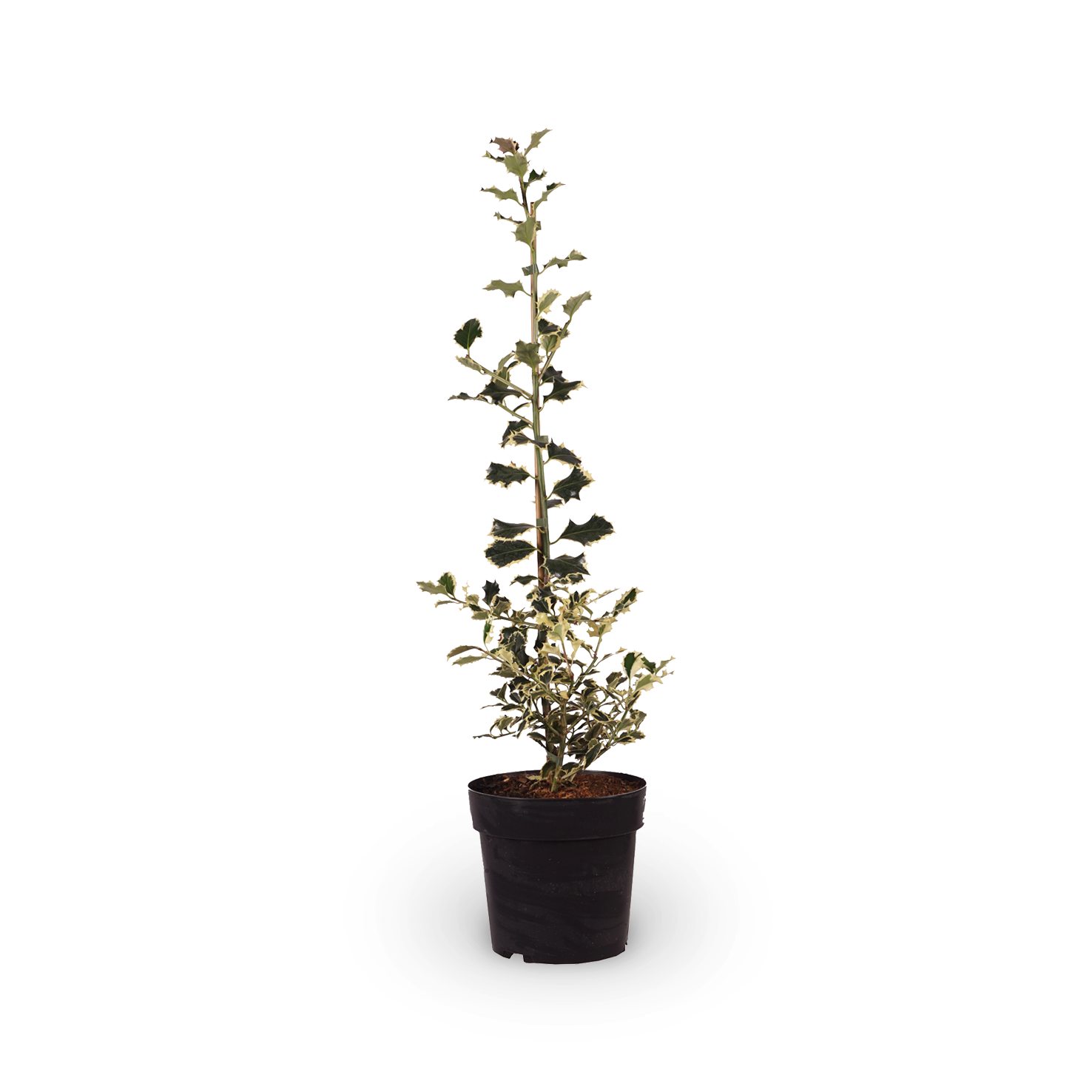 weißbunte stechpalme 'argentea marginata Weißbunte Stechpalme 'Argentea Marginata'