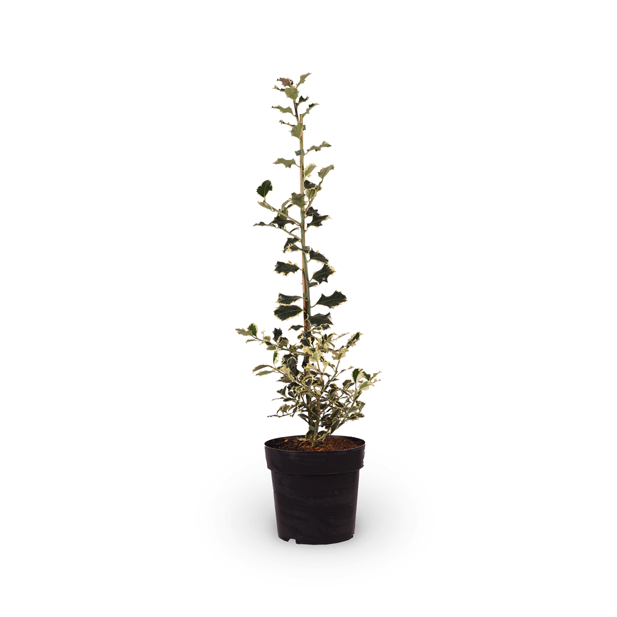 Weißbunte Stechpalme 'Argentea Marginata'