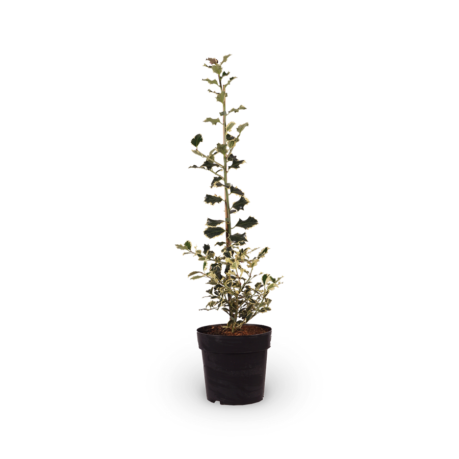 Weißbunte Stechpalme 'Argentea Marginata'