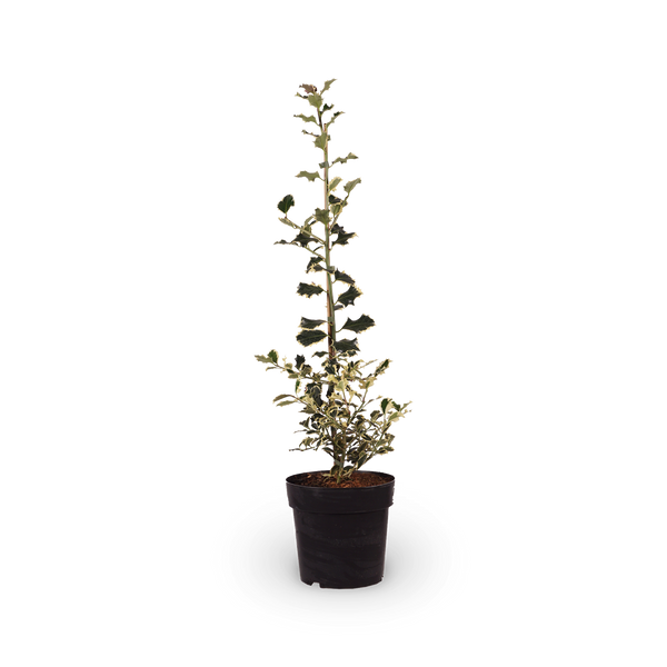 Weißbunte Stechpalme 'Argentea Marginata'