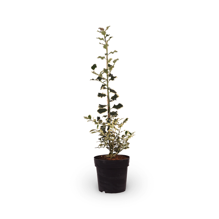 Weißbunte Stechpalme 'Argentea Marginata'