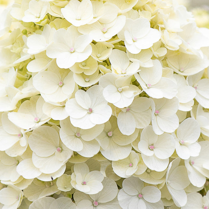 Weiße Blüte der Hortensie 'Living Little Blossom'®
