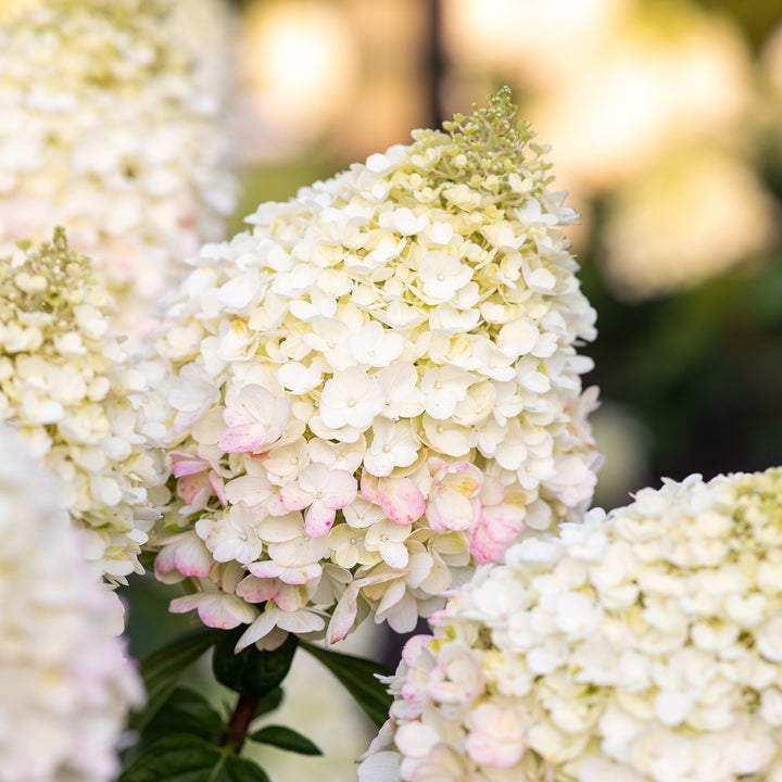 Weiße Blütenrispen der Hortensie 'Living Pinky Promise'®