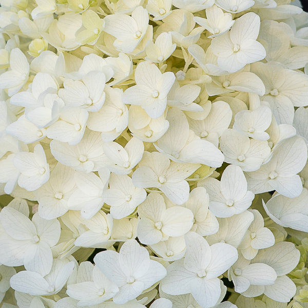 Weiße Blüte der Hortensie 'Living Sugar Rush'®
