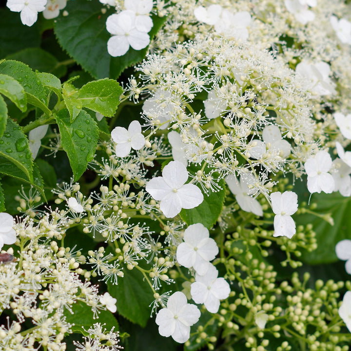 Weiße Blüten der Hydrangea petiolaris