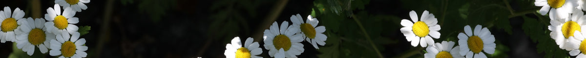 Weiße Bodendecker