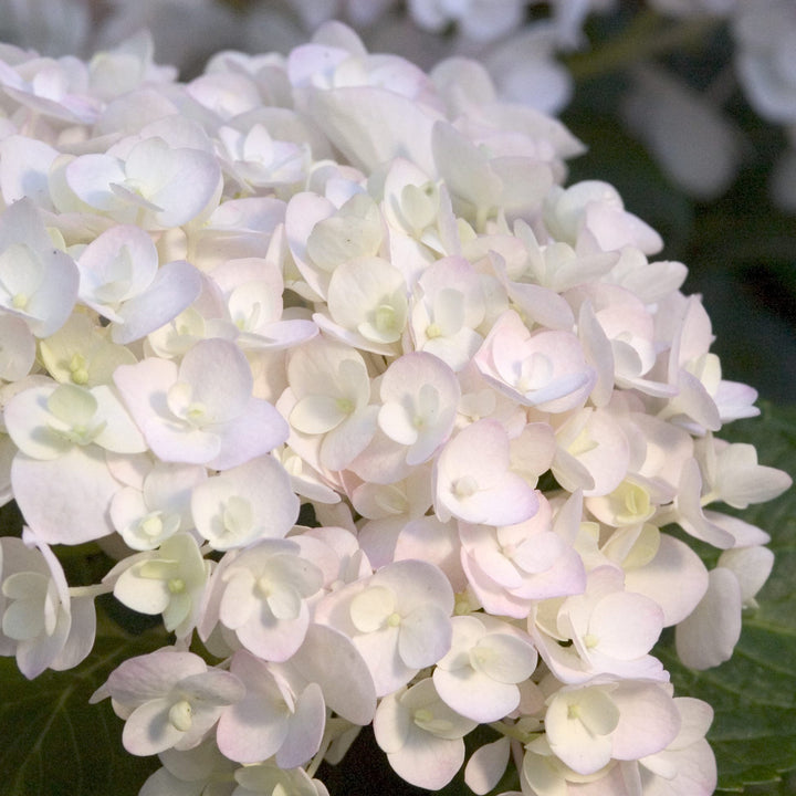 Weiße Endless Summer® Hortensie 'The Bride'