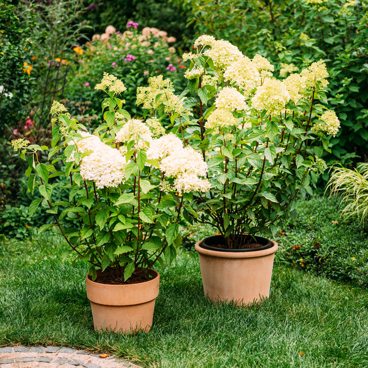 Rispenhortensie 'Limelight'® im Garten