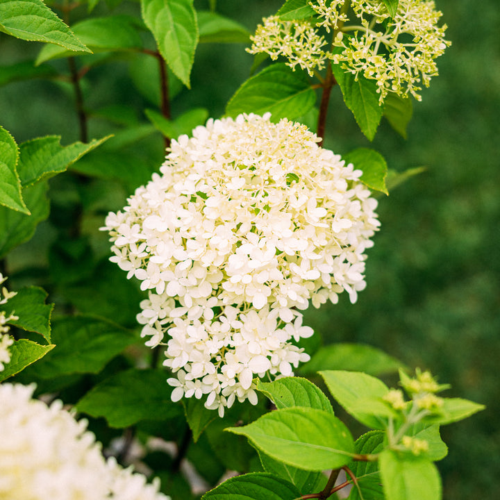 Weiße Rispenhortensie 'Limelight'®