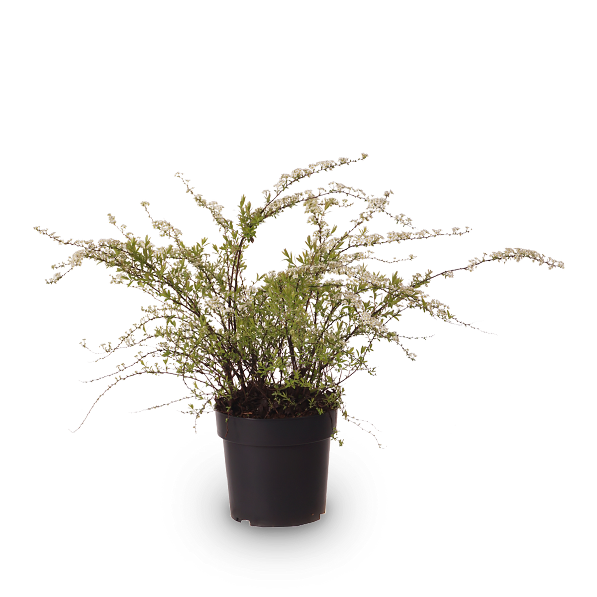 Weiße Rispenspiere 'Grefsheim'
