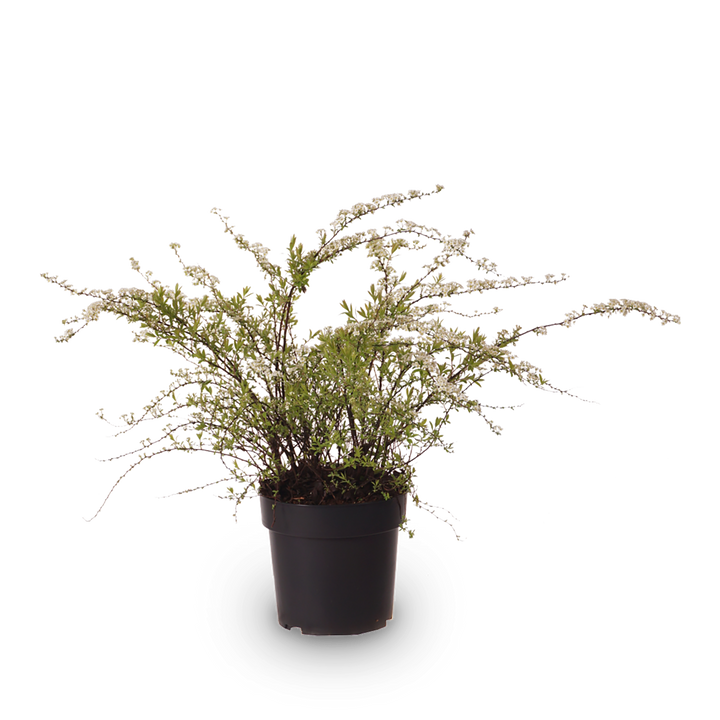 Weiße Rispenspiere 'Grefsheim'