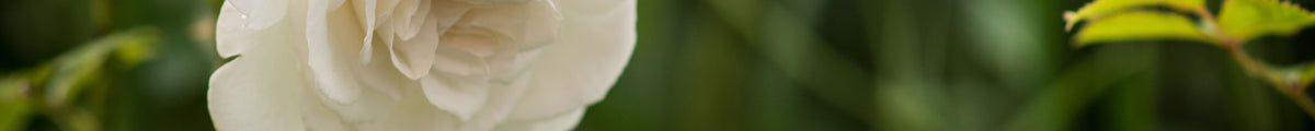 Weiße Rosen